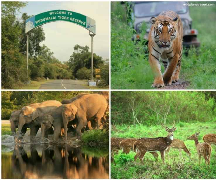 Mudhumalai Sightseeing Photos